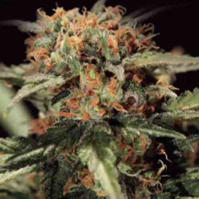 Green House Skunk > Green House Seed Company
